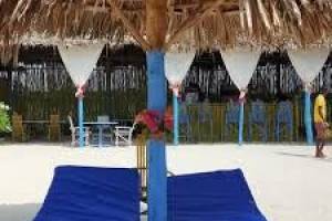 Salama Beach Jacaranda
